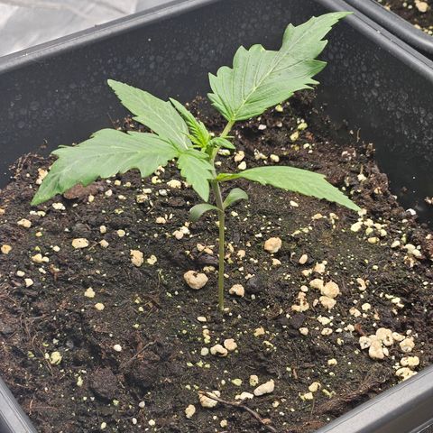 Royal Critical Automatic growlog timeline photo