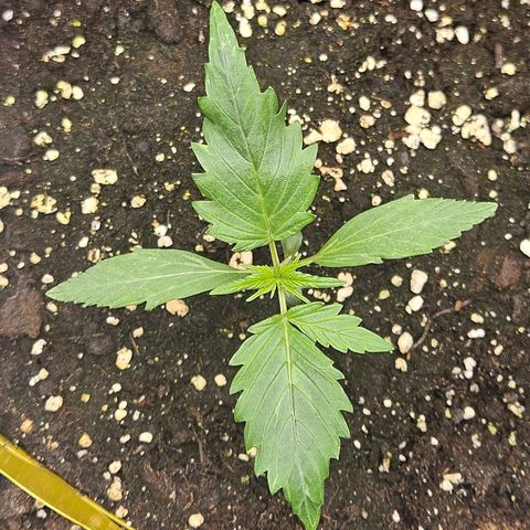 Royal Critical Automatic growlog timeline photo