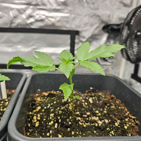 Purplematic CBD Automatic growlog timeline photo