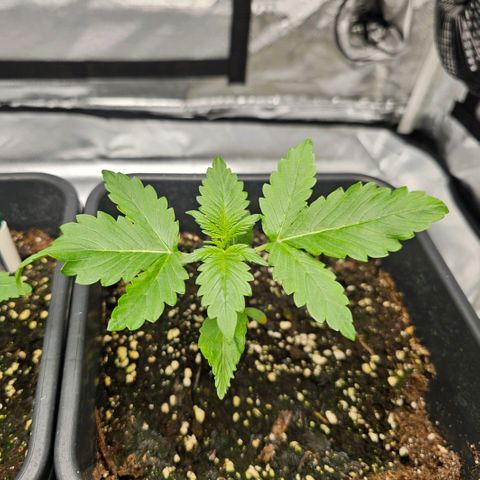 Purplematic CBD Automatic growlog timeline photo