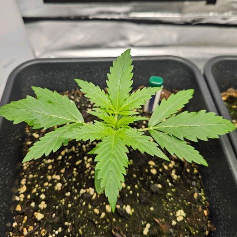 Triple G Automatic growlog timeline photo