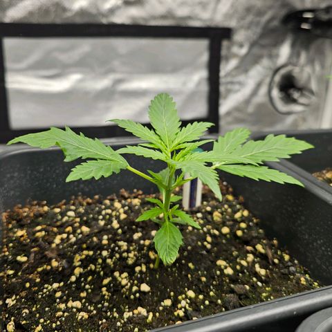 Triple G Automatic growlog timeline photo