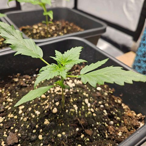 Royal Critical Automatic growlog timeline photo