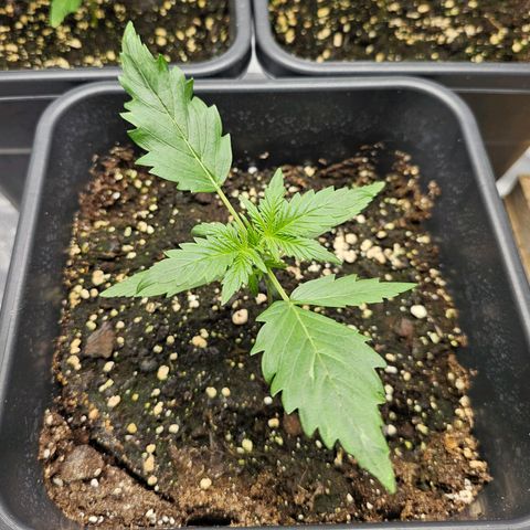 Royal Critical Automatic growlog timeline photo