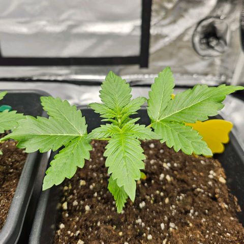 Purplematic CBD Automatic growlog timeline photo