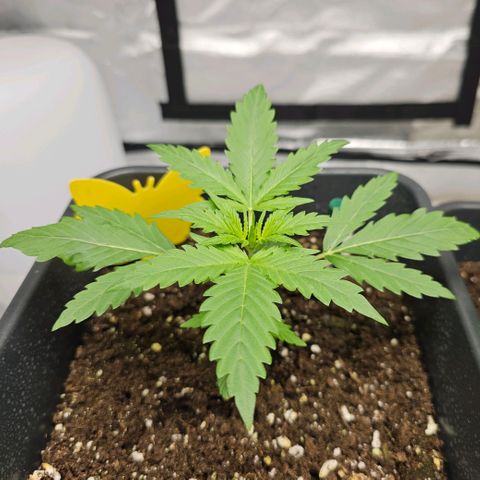 Triple G Automatic growlog timeline photo