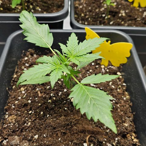 Royal Critical Automatic growlog timeline photo