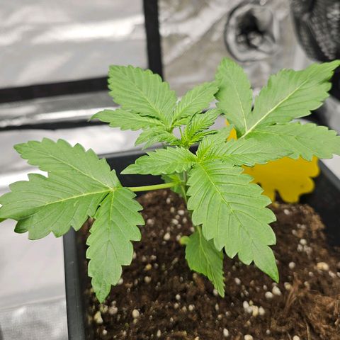 Purplematic CBD Automatic growlog timeline photo