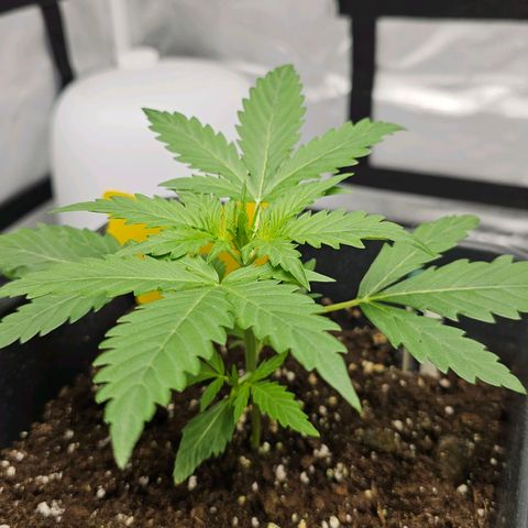 Triple G Automatic growlog timeline photo