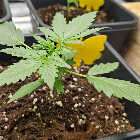 Royal Critical Automatic growlog timeline photo