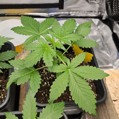 Purplematic CBD Automatic growlog timeline photo