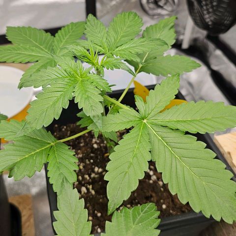 Purplematic CBD Automatic growlog timeline photo