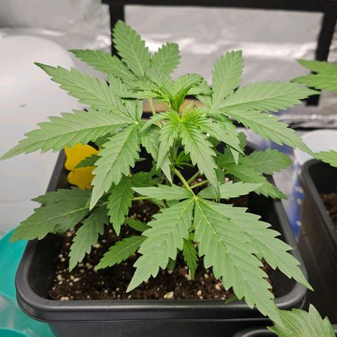 Triple G Automatic growlog timeline photo