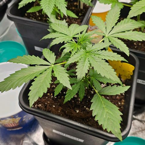 Royal Critical Automatic growlog timeline photo