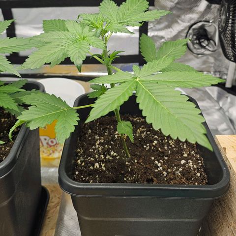 Purplematic CBD Automatic growlog timeline photo