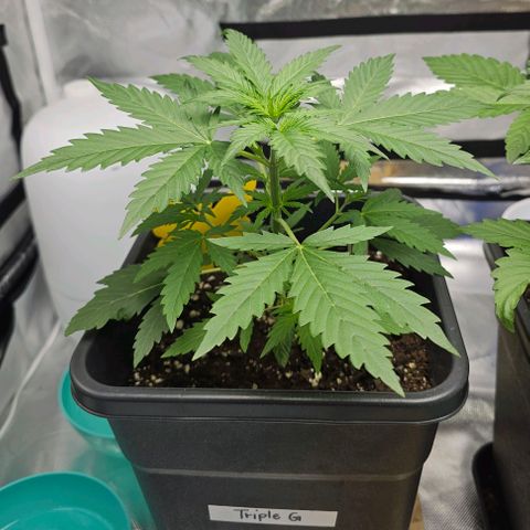Triple G Automatic growlog timeline photo