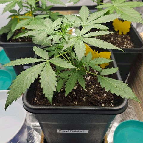 Royal Critical Automatic growlog timeline photo