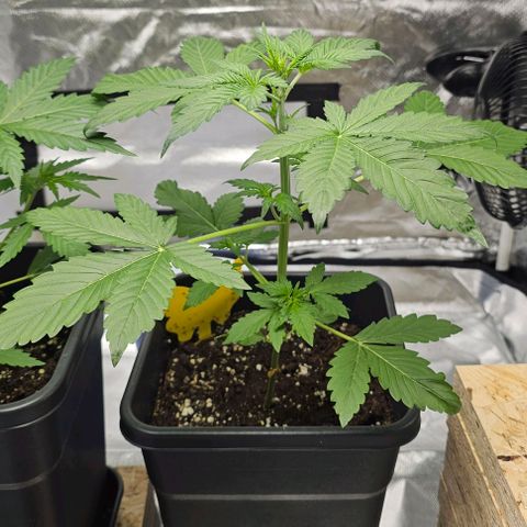 Purplematic CBD Automatic growlog timeline photo
