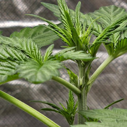 Purplematic CBD Automatic growlog timeline photo