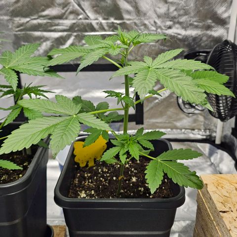 Purplematic CBD Automatic growlog timeline photo