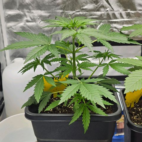 Triple G Automatic growlog timeline photo