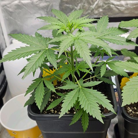 Triple G Automatic growlog timeline photo