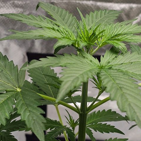 Triple G Automatic growlog timeline photo