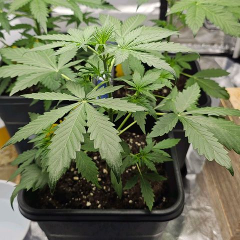 Royal Critical Automatic growlog timeline photo