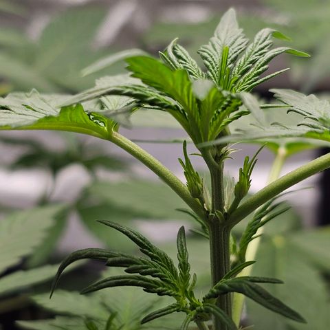 Royal Critical Automatic growlog timeline photo