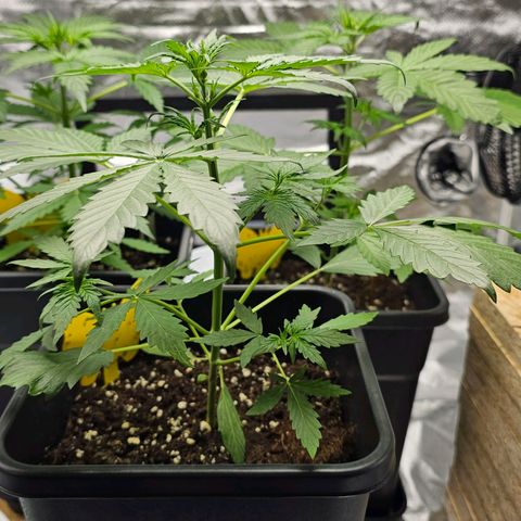 Royal Critical Automatic growlog timeline photo
