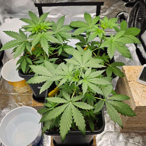 Royal Critical Automatic growlog photo: Mitte vorne