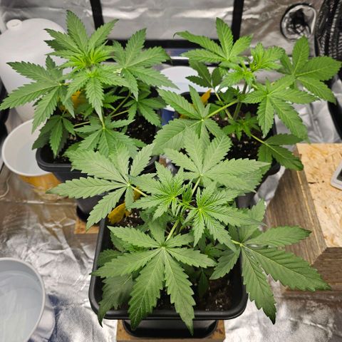 Purplematic CBD Automatic growlog photo: hinten rechts