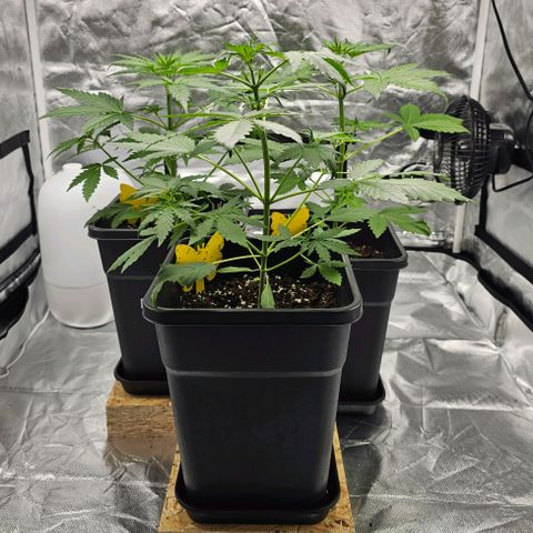 Purplematic CBD Automatic growlog photo: hinten rechts