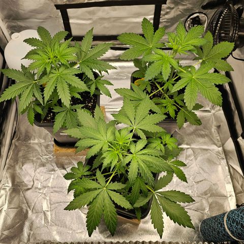Triple G Automatic growlog photo: hinten links