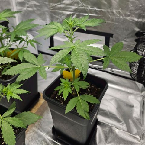 Purplematic CBD Automatic growlog timeline photo