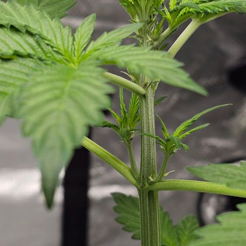 Purplematic CBD Automatic growlog timeline photo