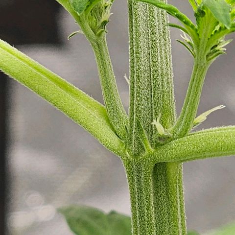 Purplematic CBD Automatic growlog timeline photo