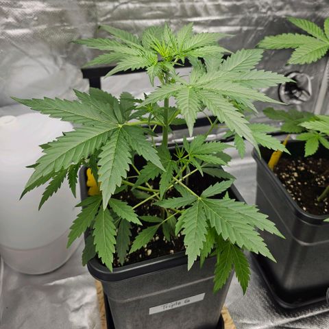 Triple G Automatic growlog timeline photo