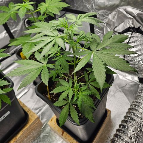 Royal Critical Automatic growlog timeline photo