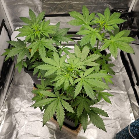 Purplematic CBD Automatic growlog photo: hinten rechts