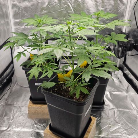 Purplematic CBD Automatic growlog photo: hinten rechts