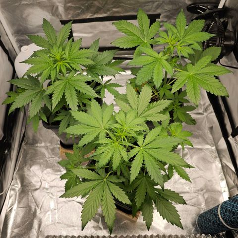 Triple G Automatic growlog photo: hinten links
