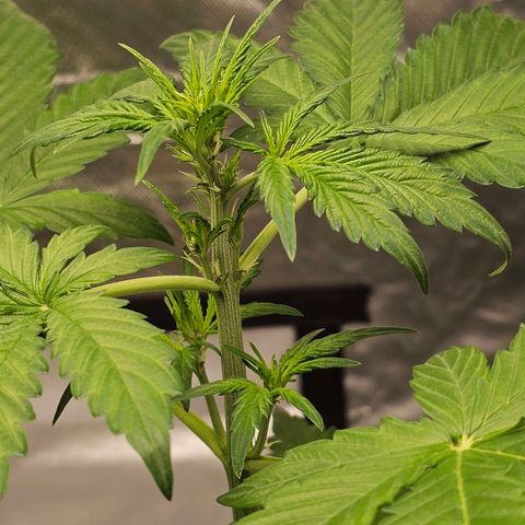 Purplematic CBD Automatic growlog timeline photo