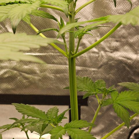 Purplematic CBD Automatic growlog timeline photo