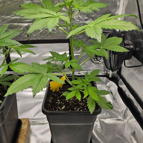 Purplematic CBD Automatic growlog timeline photo