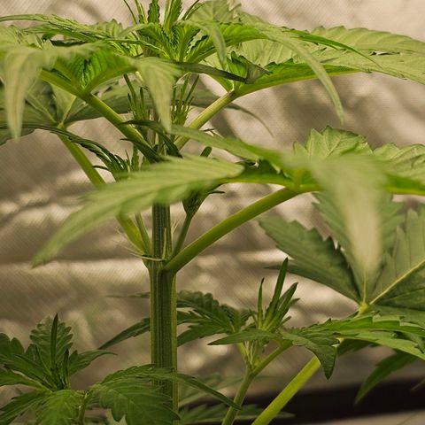Triple G Automatic growlog timeline photo