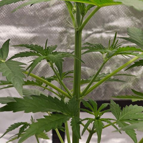 Triple G Automatic growlog timeline photo