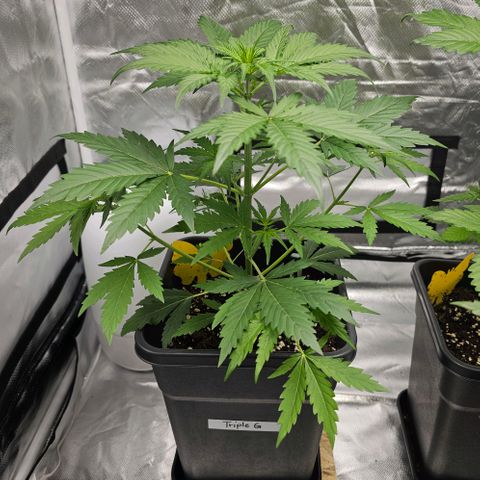 Triple G Automatic growlog timeline photo