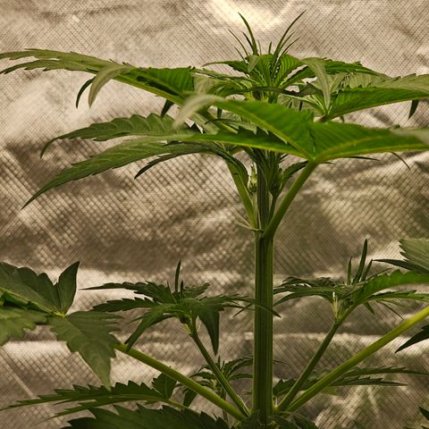 Triple G Automatic growlog timeline photo