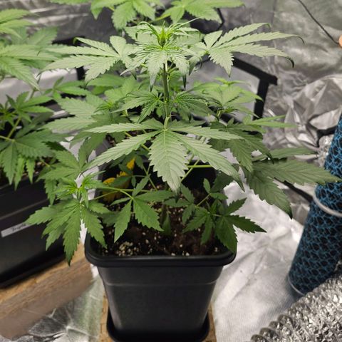 Royal Critical Automatic growlog timeline photo